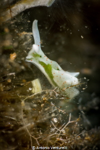 Elysia shy, white with red dots on body,head and rhinopho... by Antonio Venturelli 